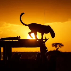 Luxury Kenya Safaris