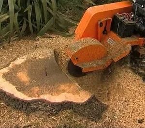 Tree stump removal services