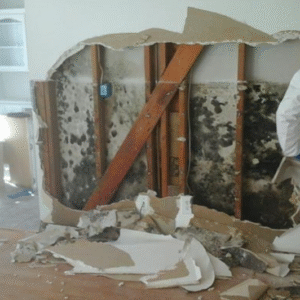 commercial mold remediation Fix Mold
