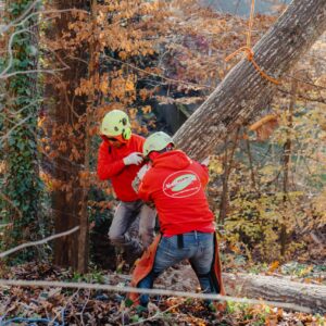What Safety Precautions Do Experts Take During Emergency Tree Work?