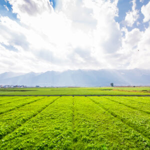 Farmland Near Bangalore