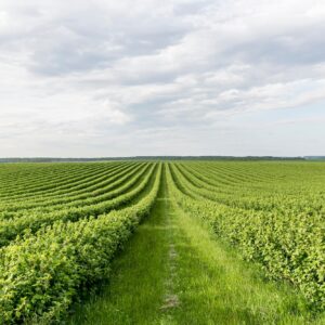 Managed Farmland