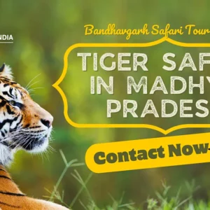 Bandhavgarh safari tour package