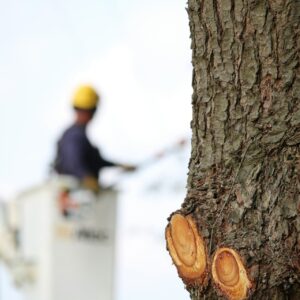 A professional in a hard hat performing commercial tree service on a large oak tree