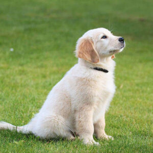 golden retriever breeders nj