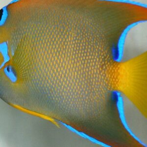 Queen Angelfish for Sale