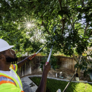Smart Tree Care Essential Insights on Tree Pruning Services