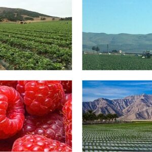 Steven Pybrum Author Agri-Business Tax Tips