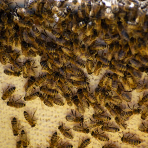 Best Non-Toxic Sprays to Deter Bees Naturally