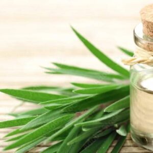 Tea Tree Oil Bulk Suppliers