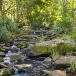 Building and Pest Inspection in Northern rivers