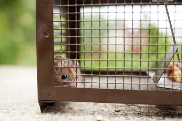 residential pest control Ajax