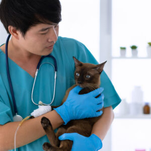 study veterinary Hungary