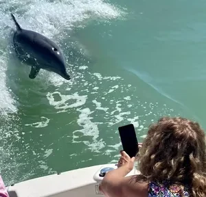 dolphin watching tours