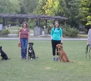 Obedience Dog Training