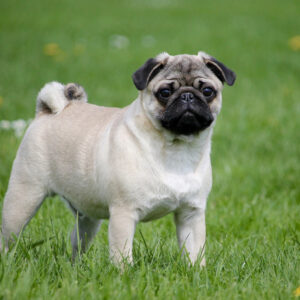 chinese pug